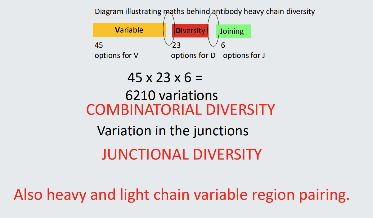 <p>*heavy chain diversity</p><p></p>