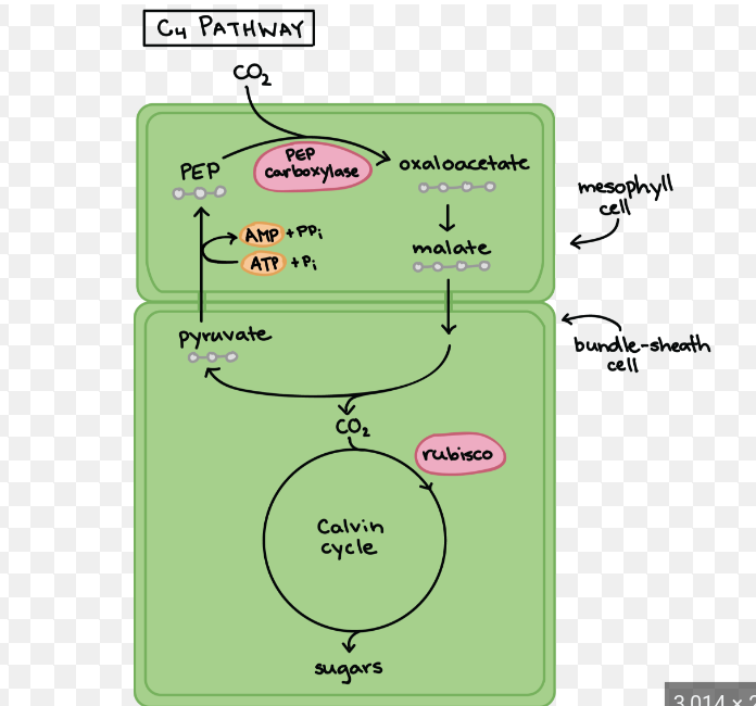 <ul><li><p>makes a 4 carbon compound</p></li><li><p>sunlight is required to produce ATP and NADPH</p></li><li><p>C4 plants are rare in shade areas because it takes extra ATP compared to C5</p></li></ul>