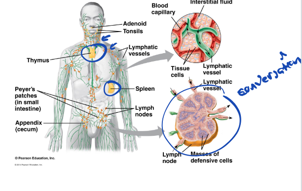 <ul><li><p>global response to an infection</p></li></ul><p></p>