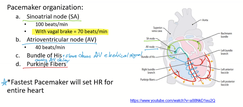 <ul><li><p>Sinoatrial nodes (SA) around the atriums with 100 betas/min; With vagal brake = 70 bpm</p></li><li><p>Atrioventricular node (AV): 40 bpm</p></li><li><p>Bundle of His: Transmits electrical impulses from AV to ventricles </p></li><li><p>Purkinje Fibers: ensure the ventricles contract simultaneously </p></li></ul><p></p>