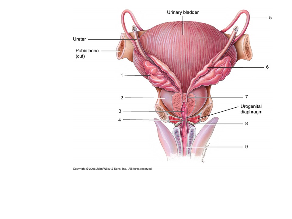 <p>Where is the spongy urethra?</p>