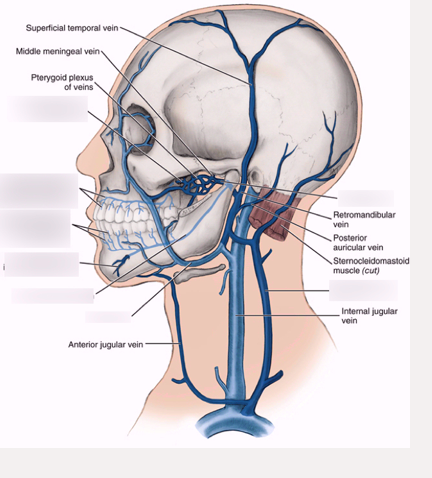 <ul><li><p>network of veins that collects blood from deep areas of face and then flows into maxillary vein</p></li><li><p><strong>near maxillary tuberosity</strong></p></li><li><p>helps drain upper and lower jaw</p></li><li><p><strong>incorrect PSA block can pierce this or maxillary artery</strong></p></li><li><p>help protect maxillary artery from being squeezed when chewing by adjusting blood volume</p></li></ul><p></p>