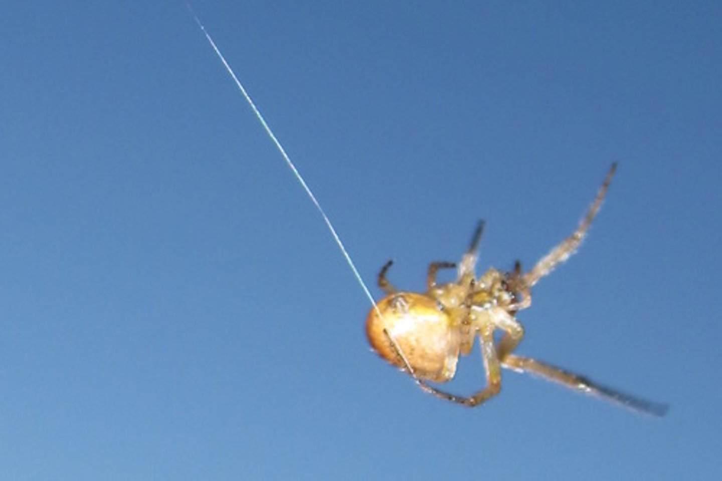<p>An organ in spiders and some insects that produces a silk filament made from a protein manufactured at the tip of the abdomen.</p>