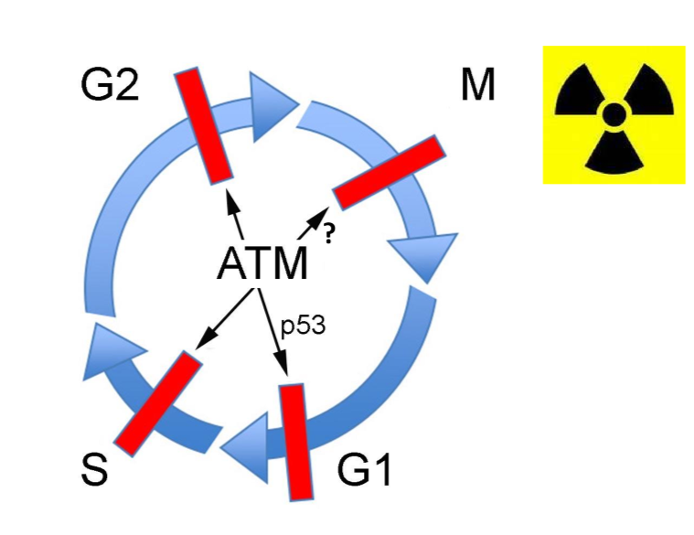 <p>all of them except M phase</p>