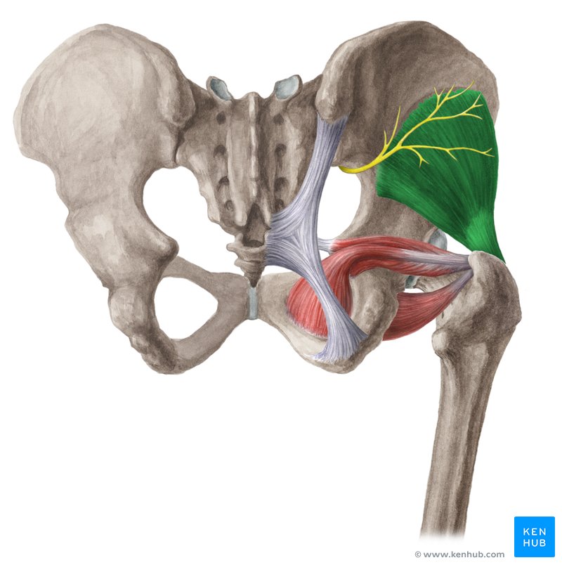 <p><strong>Origin</strong>: Ilium</p><p><strong>Insertion</strong>: Lateral femur</p><p><strong>Action</strong>: Abducts and medially rotates thigh, Hip extension</p>