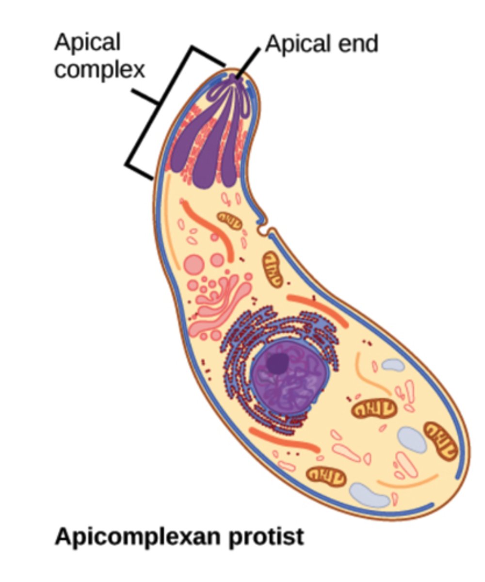 <p>apicomplexans</p>