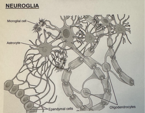 <p>Smaller, supporting cells that surround and wrap the more delicate neurons. They are 5-50x more numerous than neurons and can multiply and divide in the mature NS.</p>