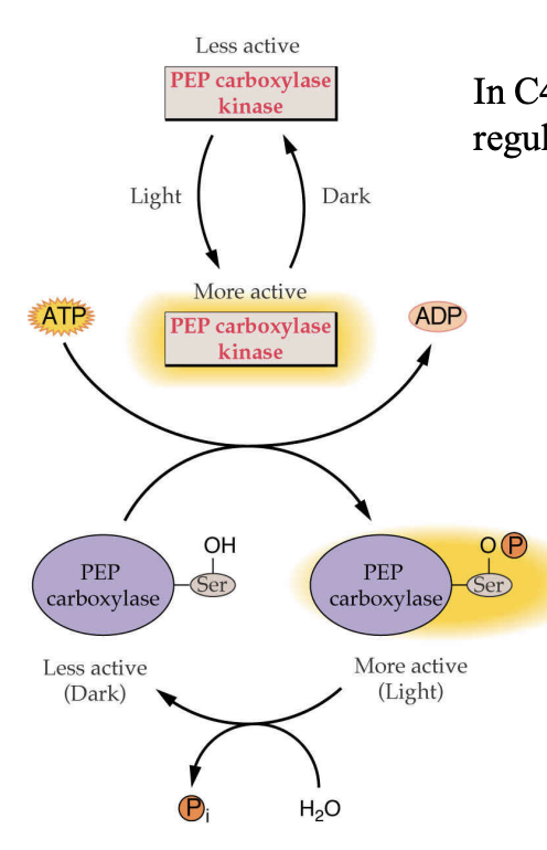 <p>light regulated</p><p>in the light → phosphorylated by PEP carboxylase kinase→ activated</p>