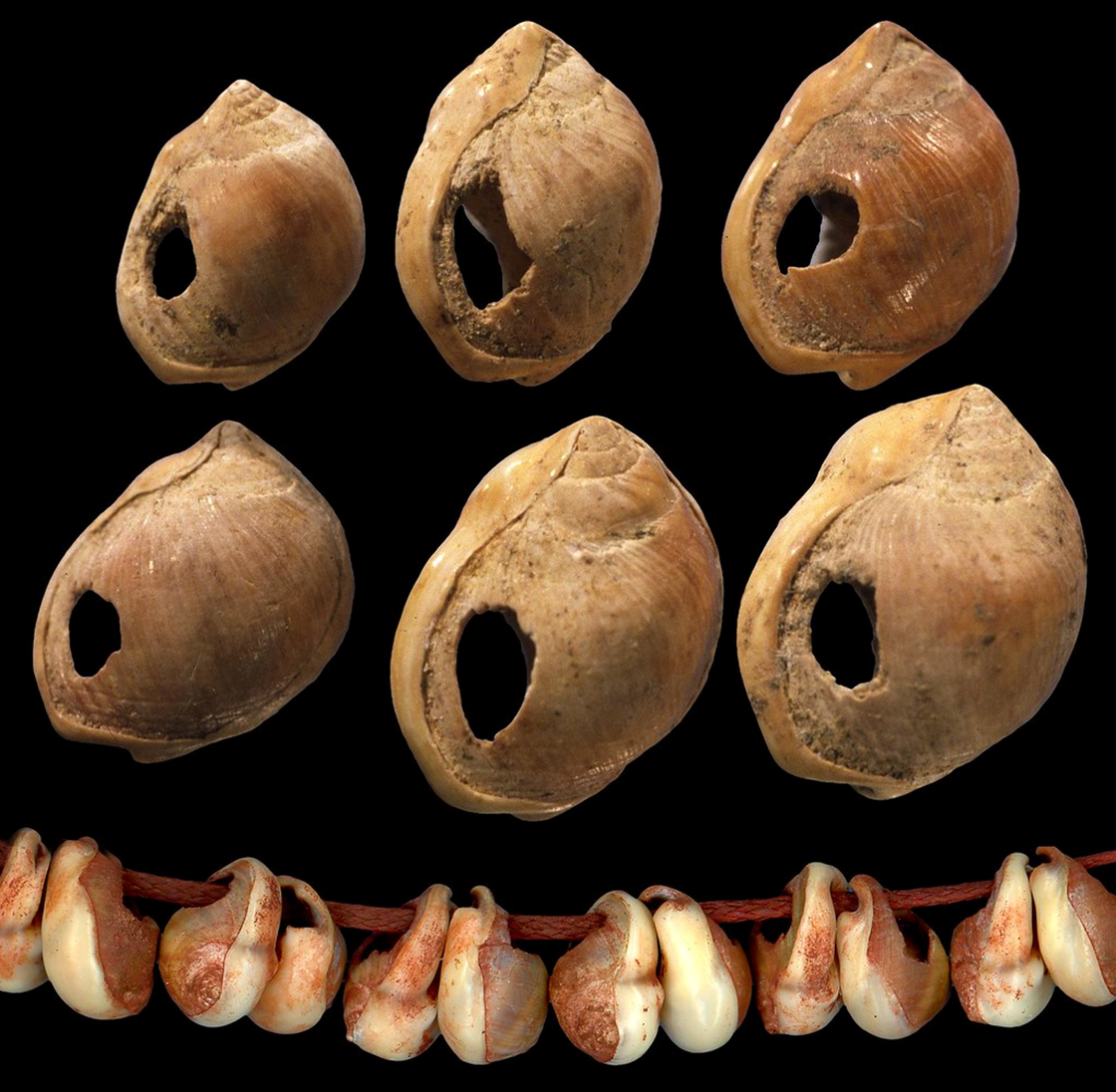 <p>each shell has </p>