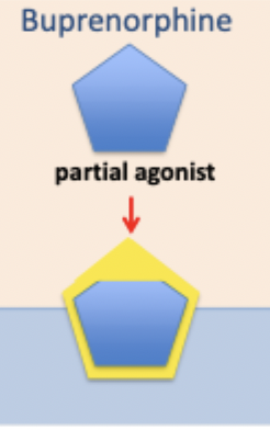 <p>partial agonist at receptors used as treatment for heroin dependence</p>