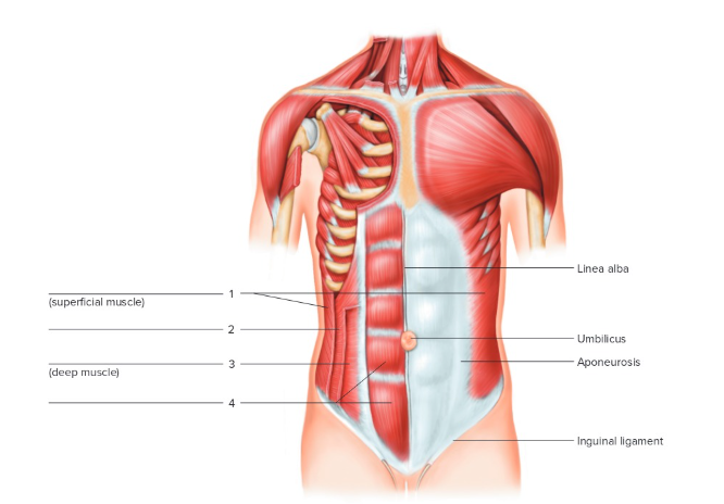 <p>Label the following: abdominal wall </p>