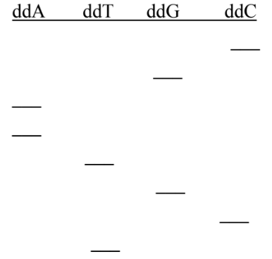 <p>What is the <strong>template</strong> strands sequence </p>
