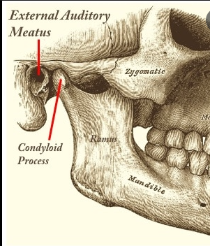<p>Hole in the side of the cranium which forms the ear canal</p>