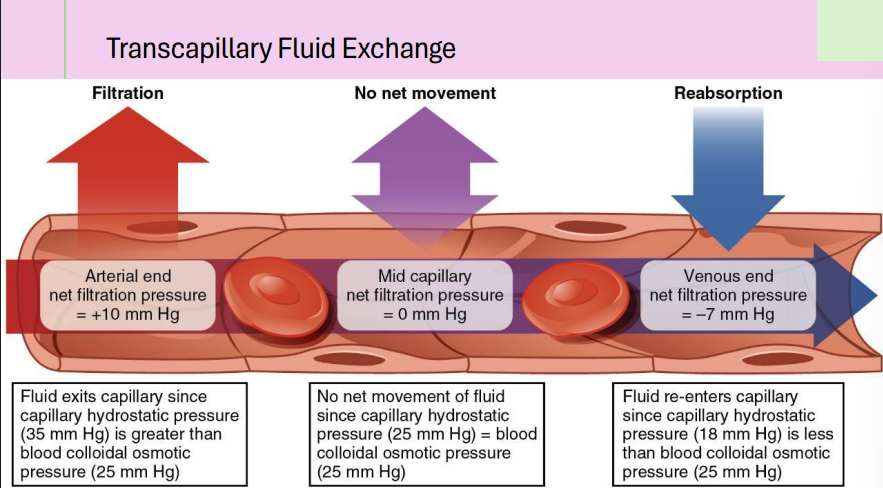 <p>explain the transcapillary fluid exchange</p>