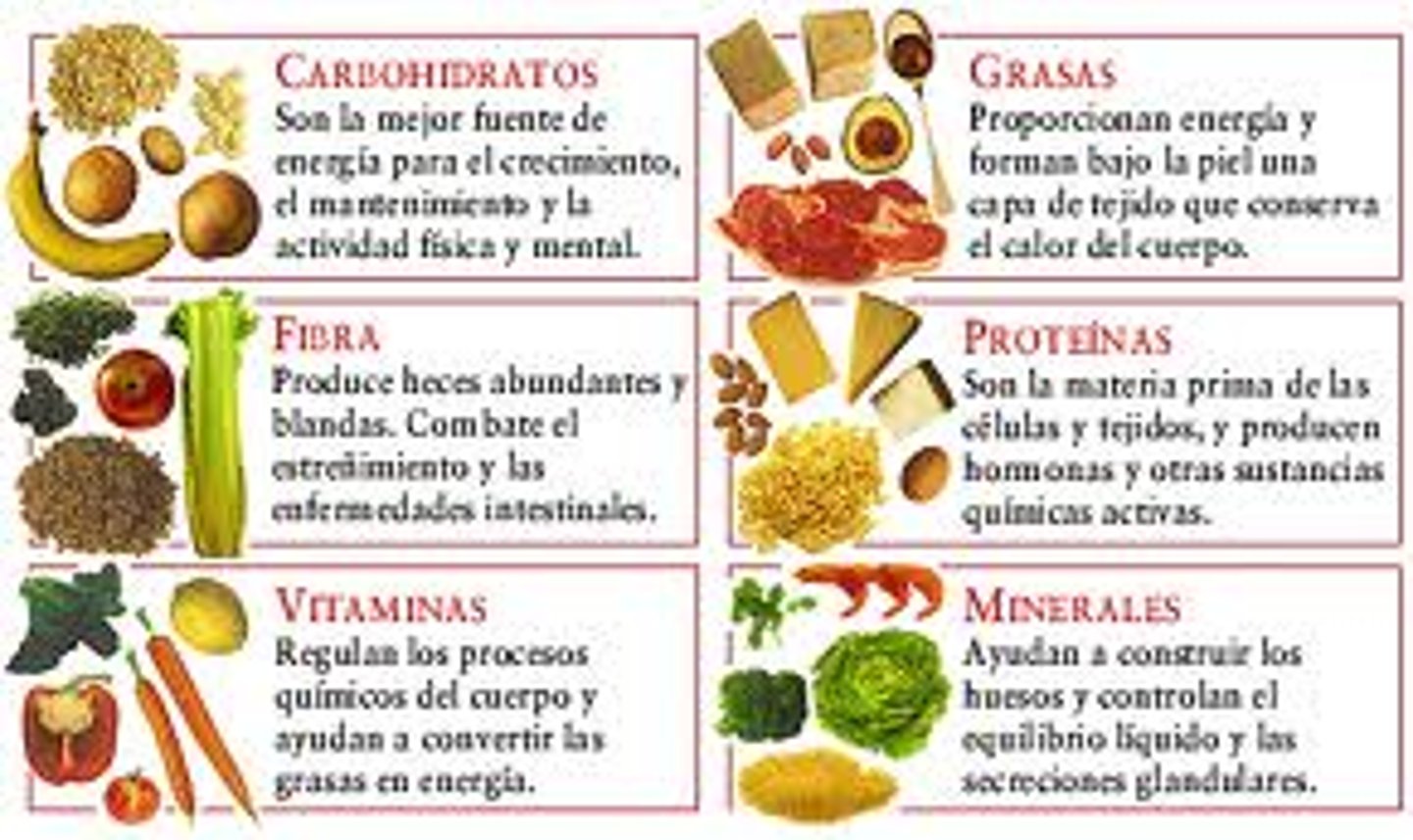 <p>la nutrición</p>