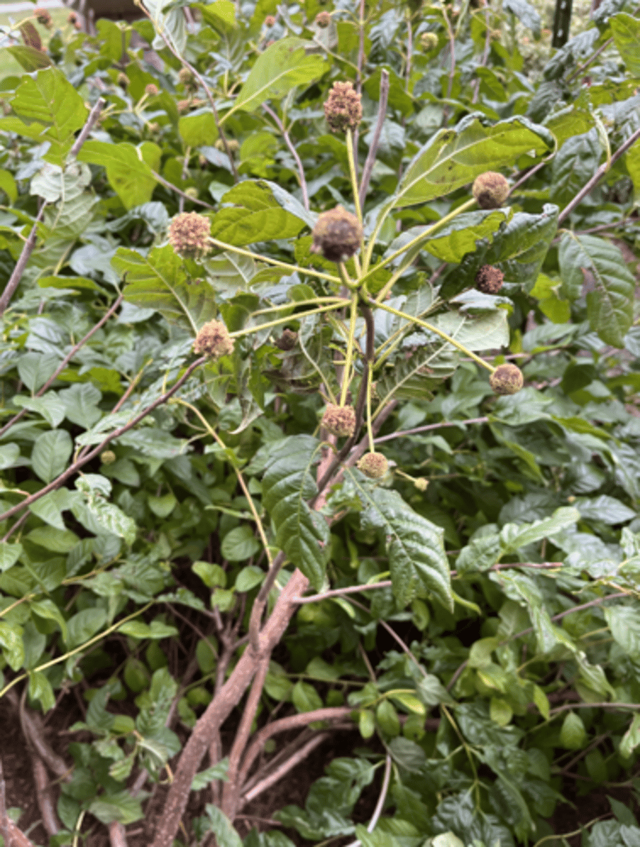 <p>infructescence, white pom moms, some whorled foliage, glossy leaves</p>