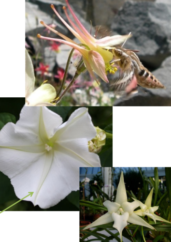 no landing area needed
nocturnal or crepuscular
white or pale flowers
strongly scented
lots of nectar