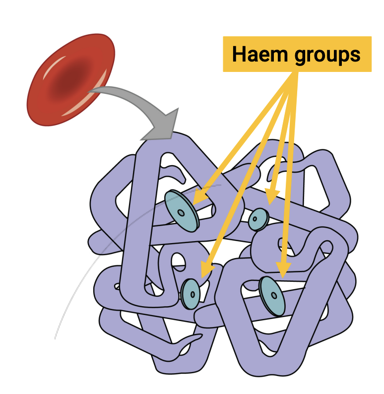 <ul><li><p>Made up of 4 subunits</p></li><li><p>Each subunit contains a group of Iron (Haem group)</p></li><li><p>O<sub>2</sub> binds to the iron within the Haem group</p><ul><li><p>give blood its <mark data-color="red" style="background-color: red; color: inherit">red colour</mark> (like how rust is red)</p></li></ul></li><li><p>Each red blood cell can carry up to 4 O<sub>2 </sub>molecules</p></li></ul><p></p>