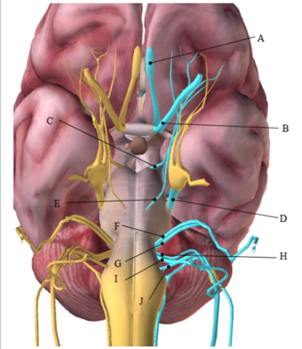 <p>Use the figure below to answer the following questions: Answer by writing the letter (A-J) from the figure that corresponds with the correct cranial nerve.</p><p>1. This cranial nerve receives sensory information for smell.</p><p>2. This cranial nerve controls the inferior oblique muscle.</p><p>3. This cranial nerve has three branches.</p><p>4. This cranial nerve is responsible for taste on the anterior portion of the tongue.</p><p>5. This cranial nerve is responsible for taste on the posterior portion of the tongue.</p>