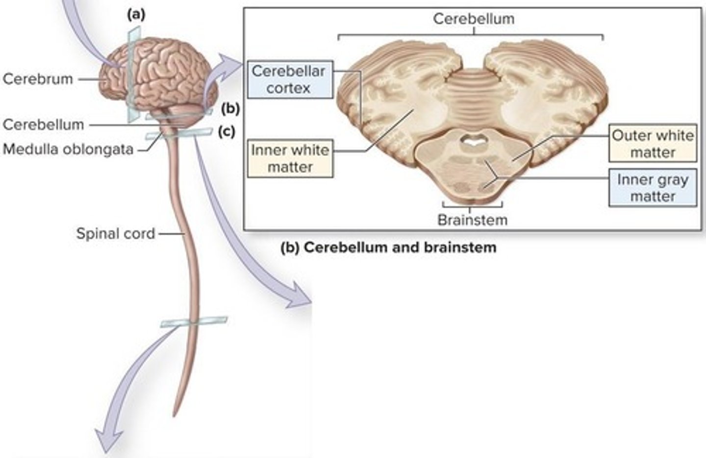 <p>The most common type of traumatic brain injury (TBI) characterized by temporary loss of consciousness and other symptoms.</p>