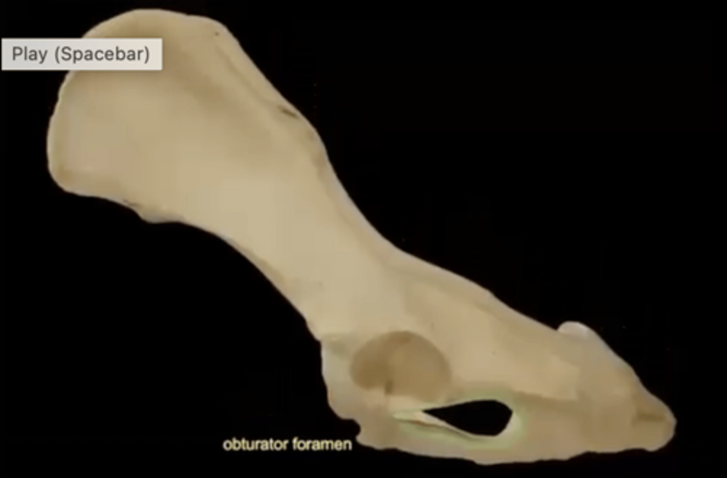 <p>opening in hip bone formed by the pubic and ischial bones</p>