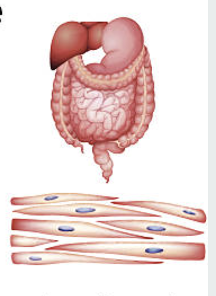 <p>Walls of organs (stomach, intestines, blood vessels). Involuntary. Nonstriated. Moves substances through organs</p>