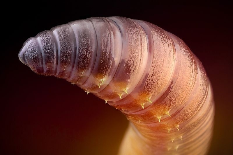 <p>What are the tiny, yellow, spike-like bristles visible on the worm's body called?</p>