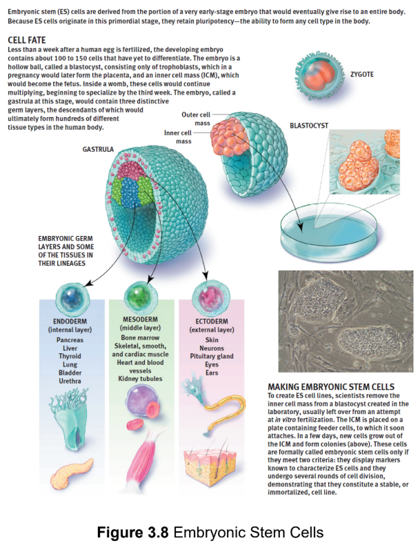 <p>greatest potency; can differentiate into any cell type</p><p>ex. embryonic stem cells</p>