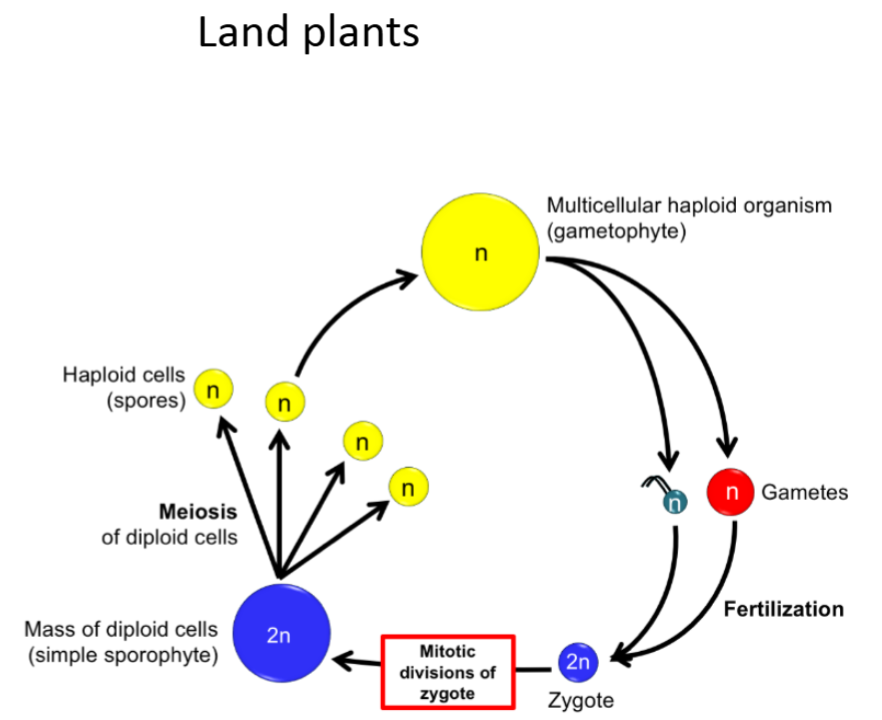 <ul><li><p>Diploid phase started persisting</p></li><li><p>Zygote experienced mitosis</p></li><li><p>Mitosis in haploid and diploid</p></li></ul><p></p>