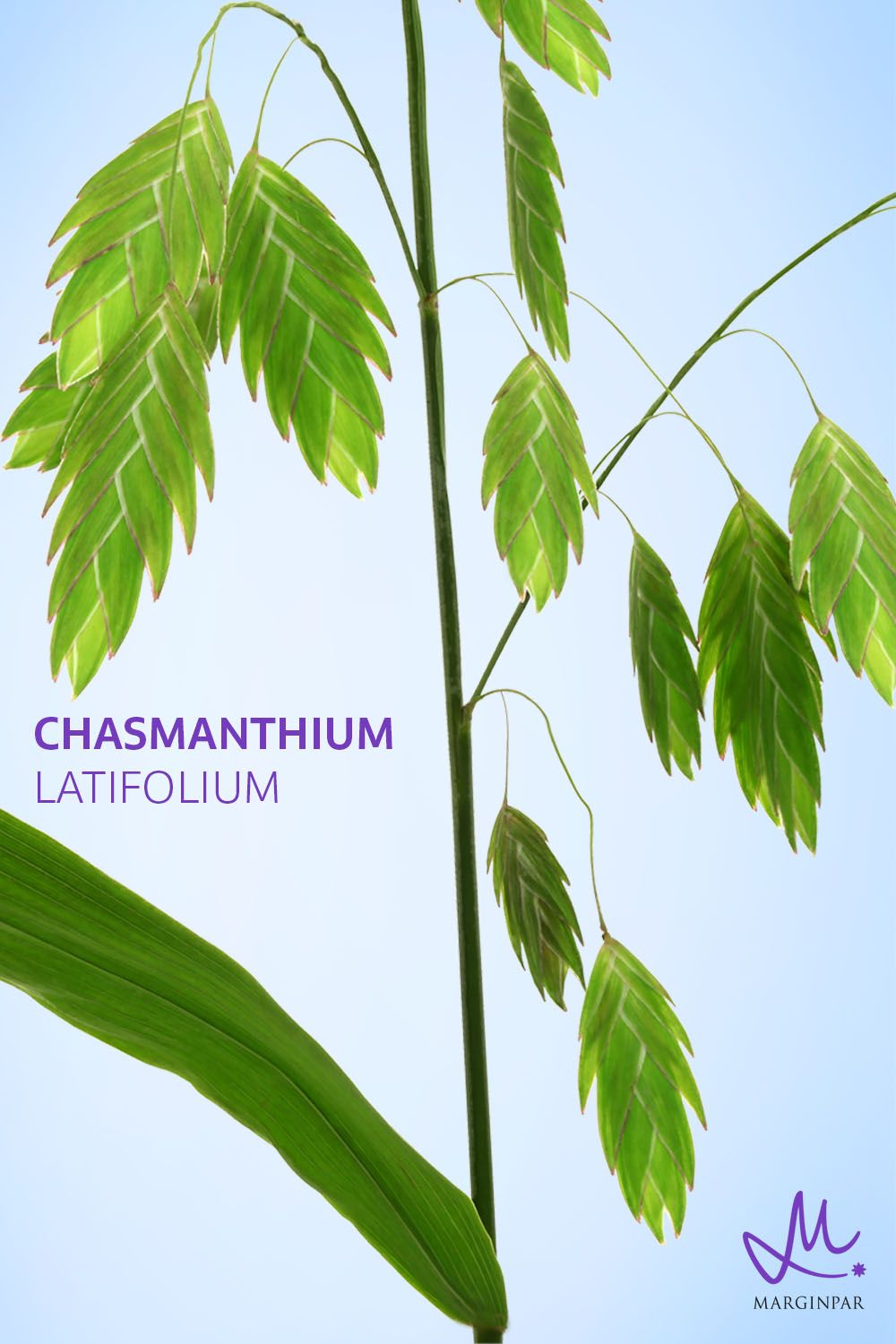 <p>Chasmanthium Latifolum</p>