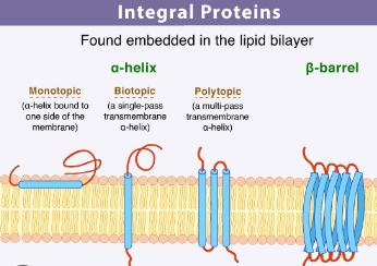 <p>Integral Proteins</p>