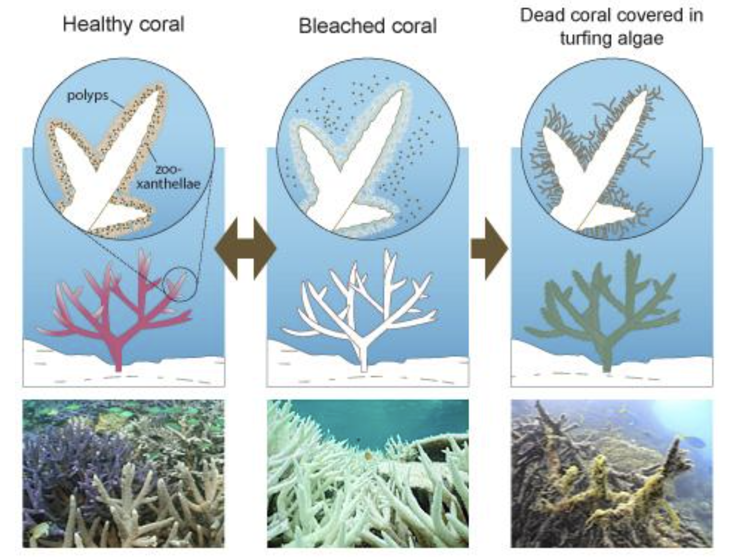 <p><span>Corals have a mutualistic relationship with zooxanthellae, a type of algae</span></p><p><span>The zooxanthellae provide nutrients to the coral, and the coral provide a habitat for the zooxanthellae</span></p><p><span>When the coral get stressed, they eject the zooxanthellae. While some corals are able to recover, many do not.</span></p>
