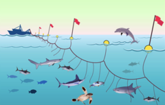 • putting out lines up to 80 miles long, hung with thousands of baited hooks, to catch open-ocean fish species
• swordfish, tuna, sharks, halibut, cod
• also bycatch (hook and kill accidentally) endangered sea turtles, dolphins, and seabirds