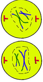 Nuclear membrane dissolves 
Chromatin condenses into chromosomes
Centrioles to poles
Spindle fibres form