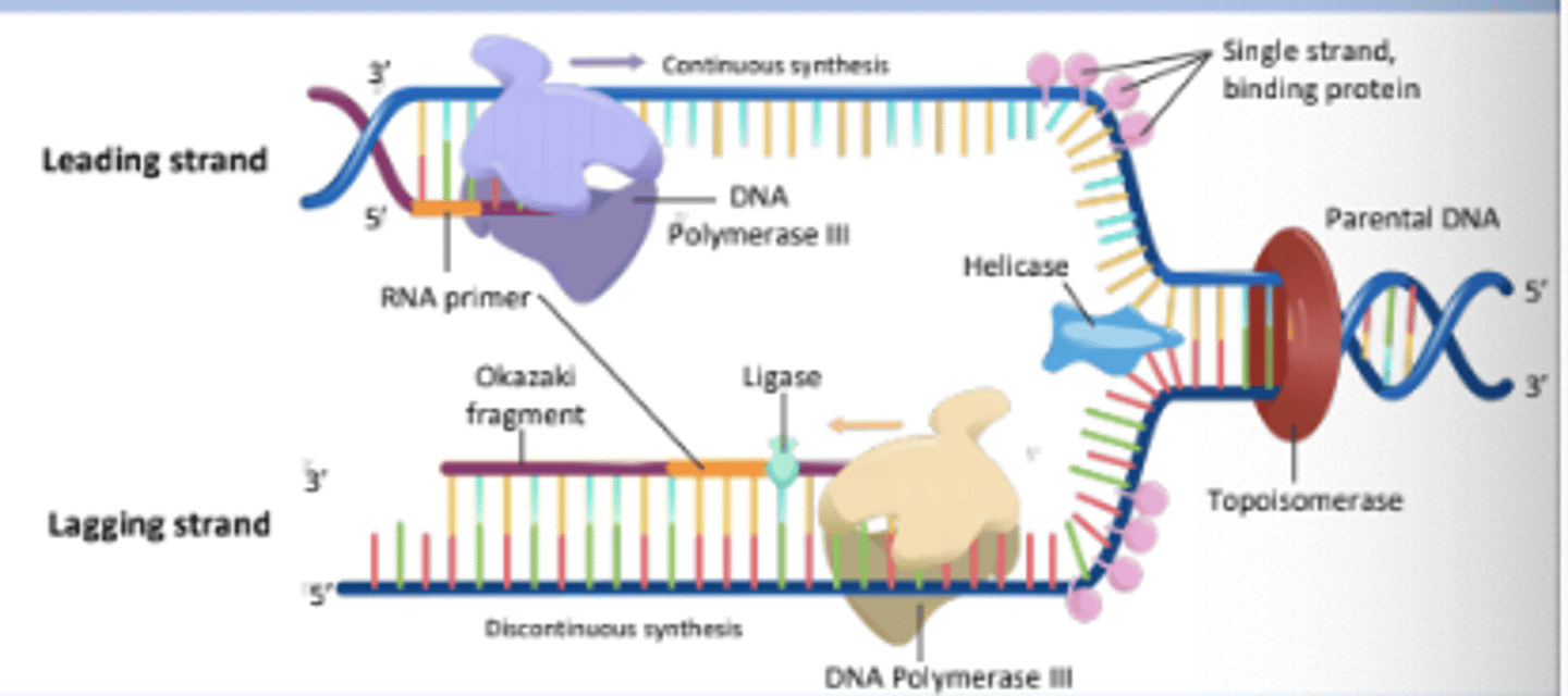 <p>An enzyme that alleviates the torsional strain generated ahead of the replication fork by breaking and rejoining DNA strands.</p>
