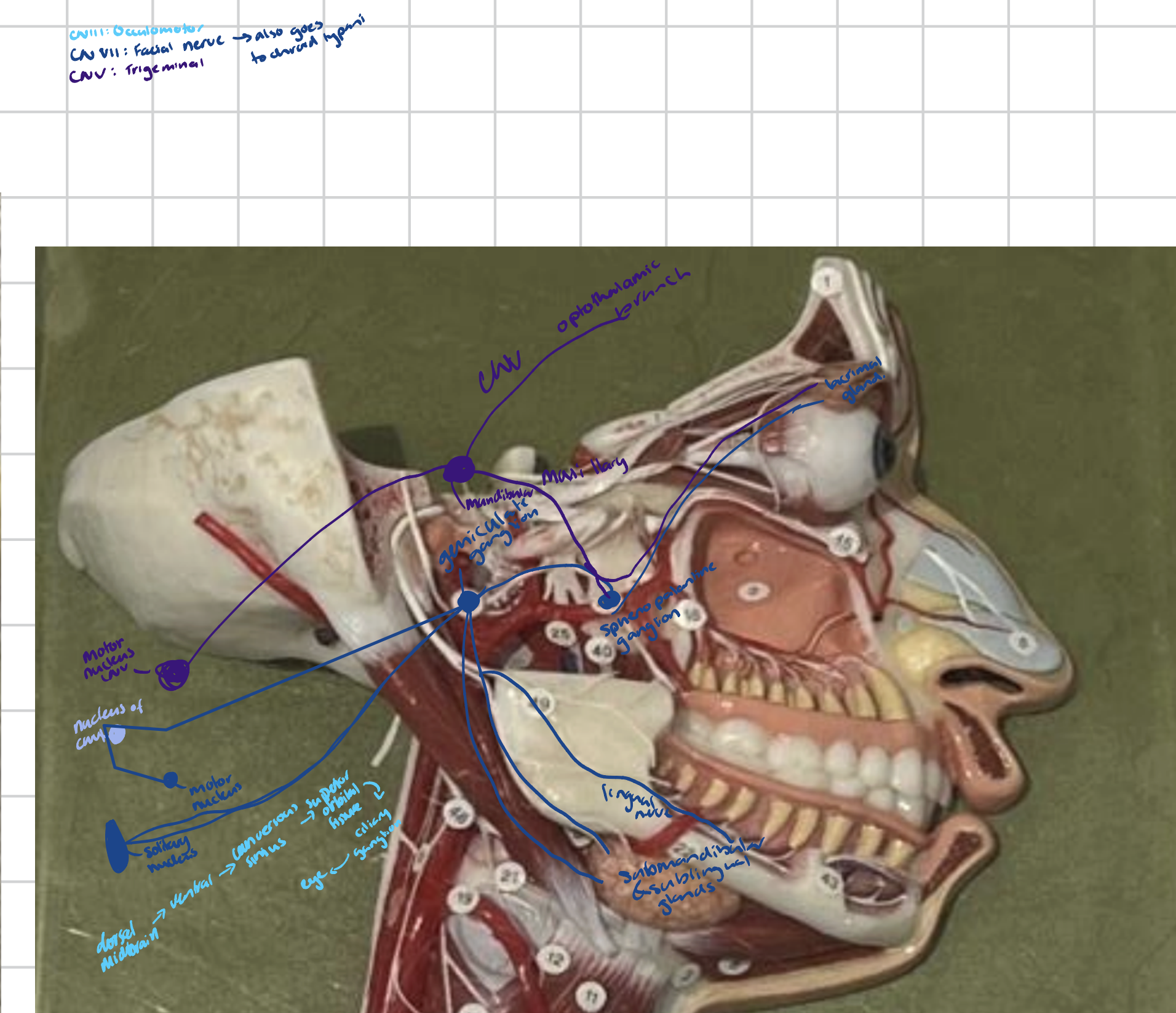 <ul><li><p><mark data-color="rgba(0, 0, 0, 0)" style="background-color: rgba(0, 0, 0, 0); color: inherit;">A large, crescent-shaped sensory ganglion of the fifth cranial nerve (CN V) that is located in the middle cranial fossa</mark><strong><span>.</span></strong></p></li><li><p><span>Contains cell bodies for the three main branches of the trigeminal nerve.</span></p></li></ul><p></p>