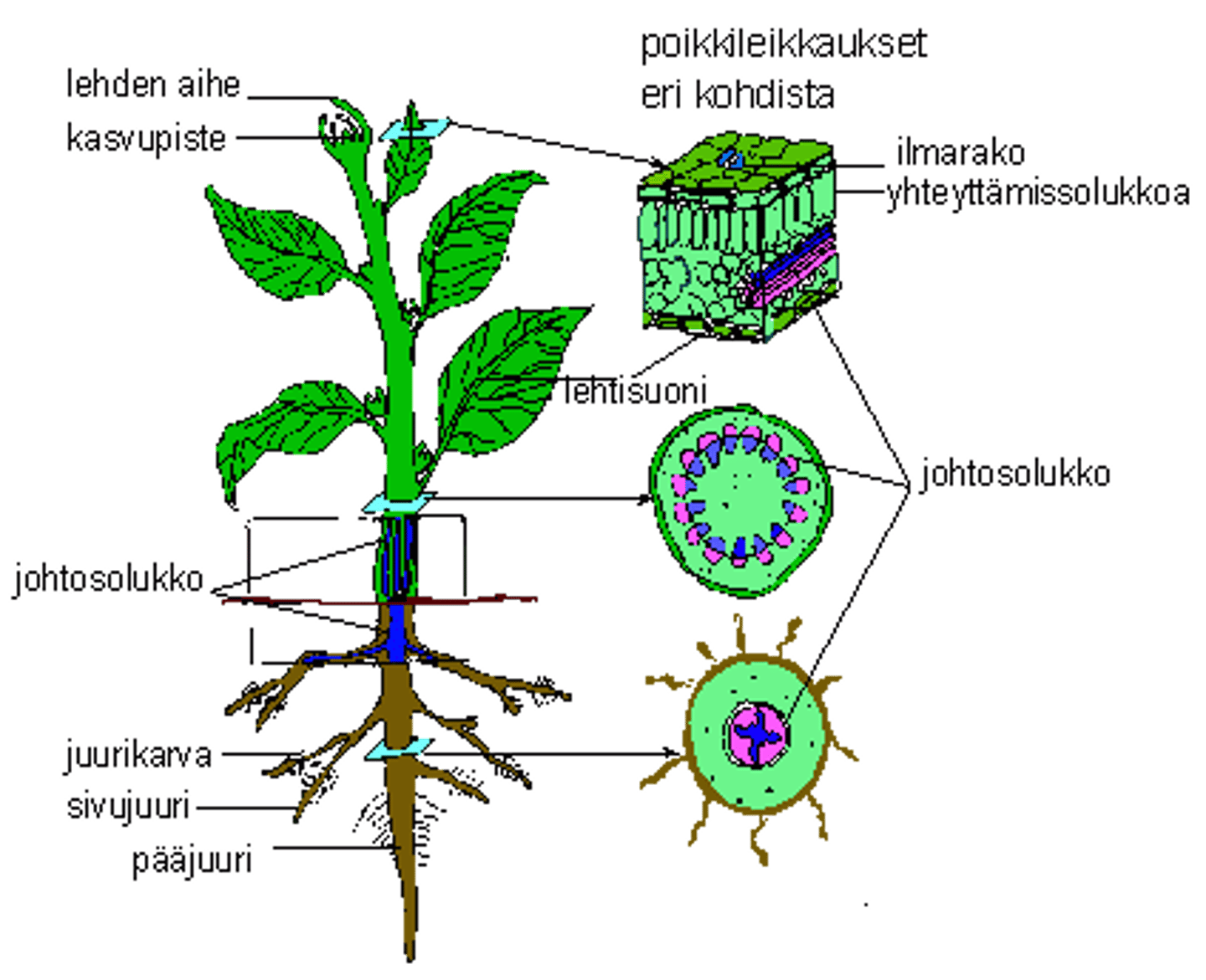 <p>Kasvisolukko, jolla on kuljetustehtävä. Puuosa kuljettaa vettä</p>