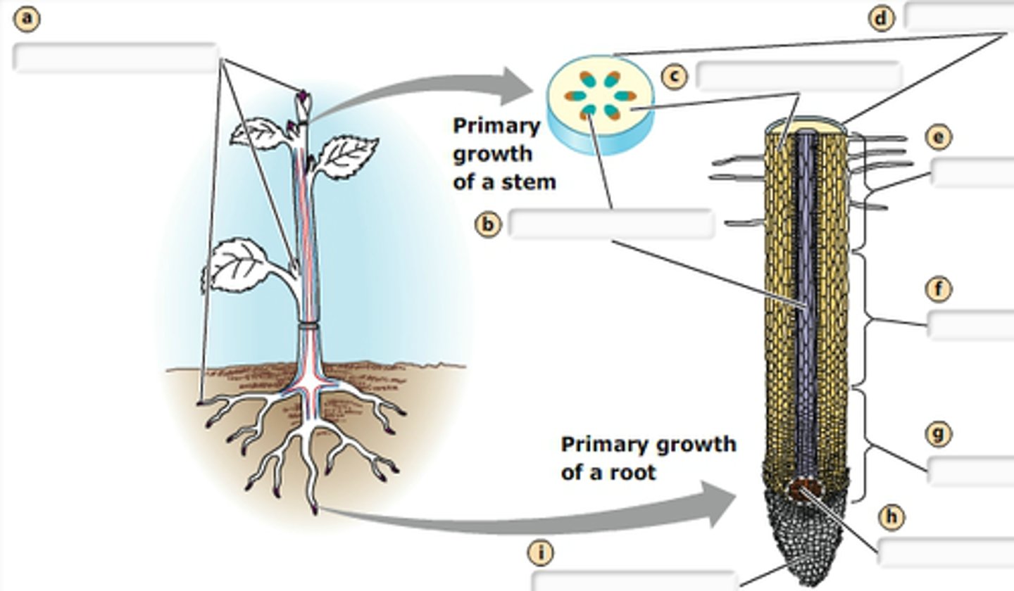 <p>Meristematic tissue that produces new organs and increases plant length</p>
