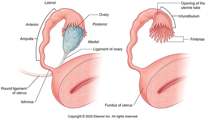 <p>To waft released ova into the open end of the uterine tube.</p>