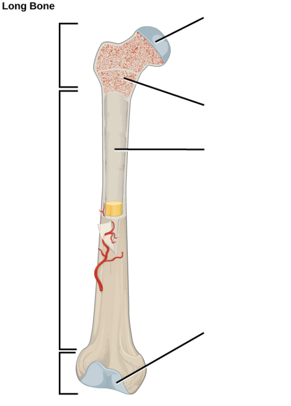 Type of cartilage found in joints covers the ends of bones, allowing them to glide over each other with minimal friction.