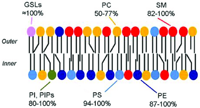 <p>whether or not the bilayer is the same on both sides, </p>