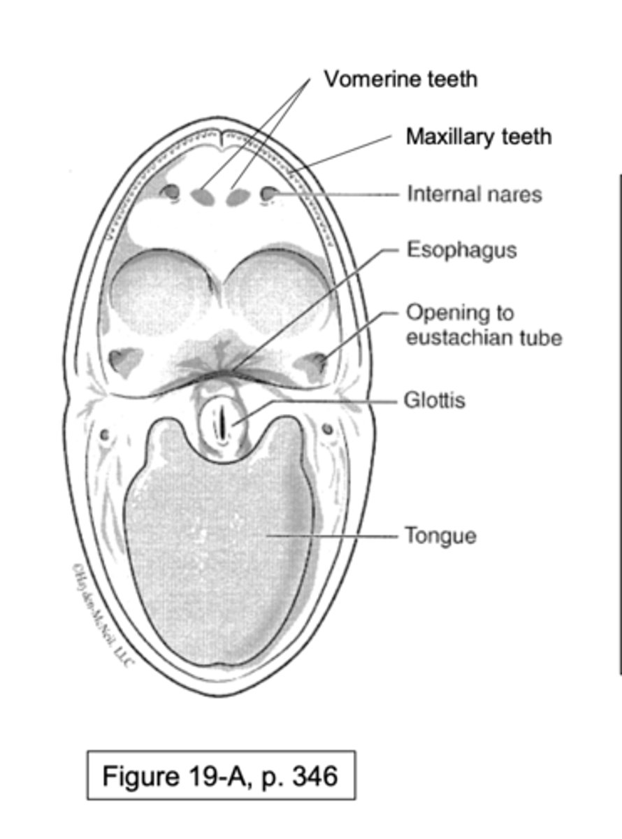 <p>yes, i can see structures on a frog oral cavity</p>