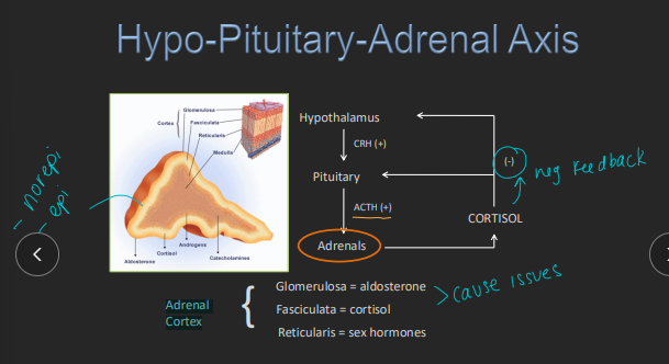 <p><span style="background-color: transparent;"><strong>Hypoadrenocorticism (Addison’s)</strong></span></p>