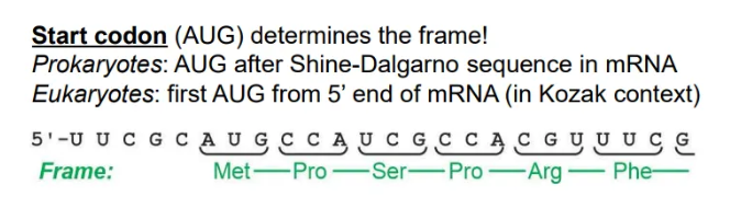 <p>the<strong> first start codon (AUG)</strong> found will determine where translation starts, and hence the reading frame</p><ul><li><p>since <strong>prokaryotic </strong>mRNA is <strong>polycistronic</strong>, this is the first AUG after the Shine-Dalgarno sequence</p></li><li><p>whereas in <strong>eukaryotes</strong>, this is just the first AUG from the 5’ end</p></li></ul><p></p>