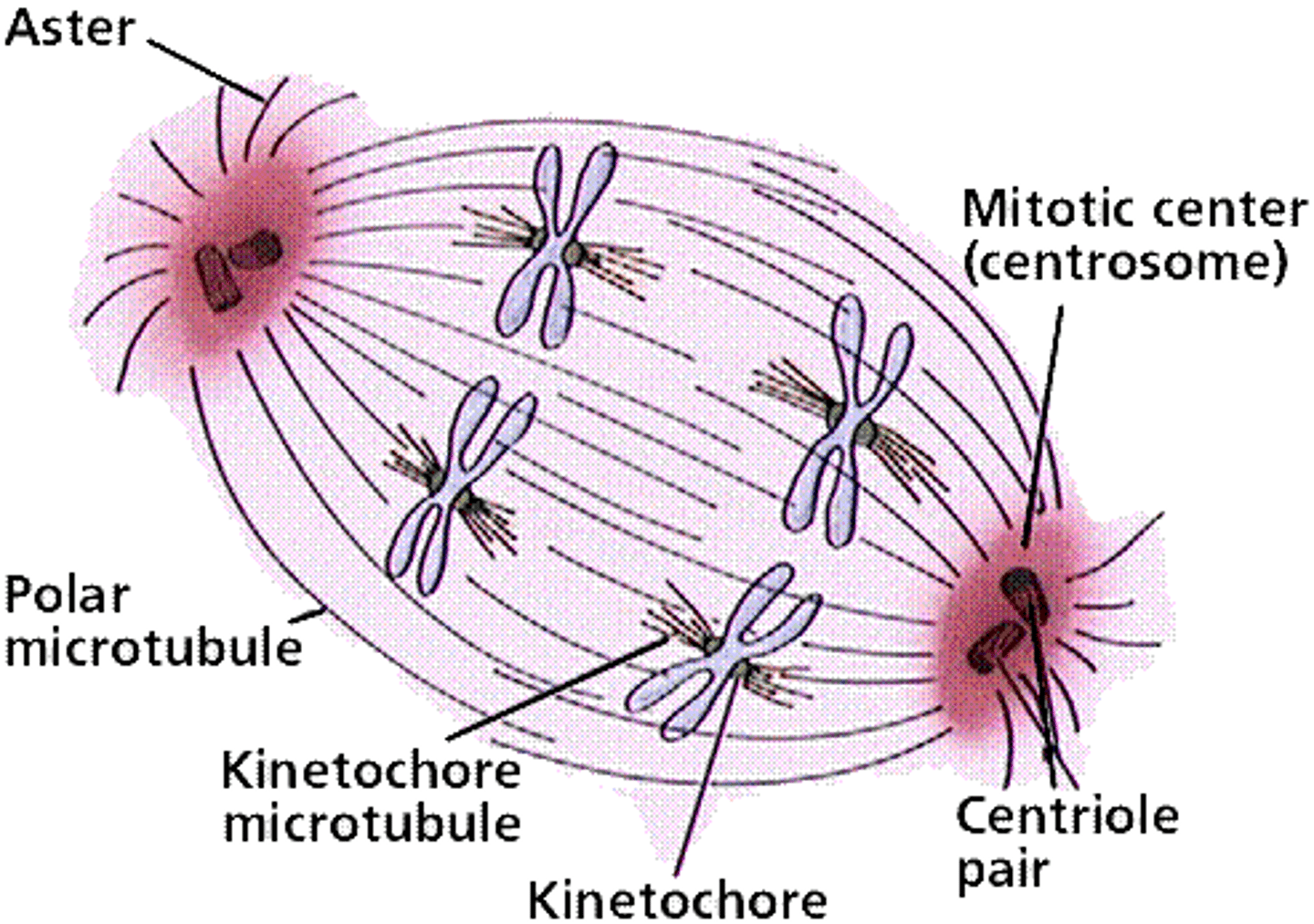 <p>(C) The Chromosomes are anchored by the Aster Spindle Fibers.</p><p>The Chromosomes are anchored by Spindle Fibers, but recall that the Aster Spindle Fibers are the ones that help anchor the Centrosomes.</p>