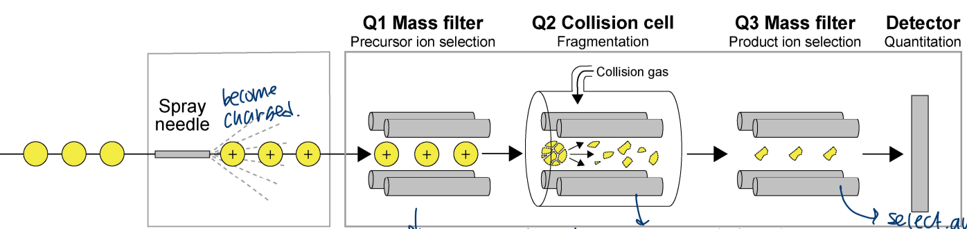 <p>ions “fly” in magnetic fields:</p><p>goes through Q1 mass filter where magnetic field is produced → Q2 collision cell where fragmentation happens → Q3 mass filter for ion selection → detector measures ion abundance</p><p>-used for high specificity</p>