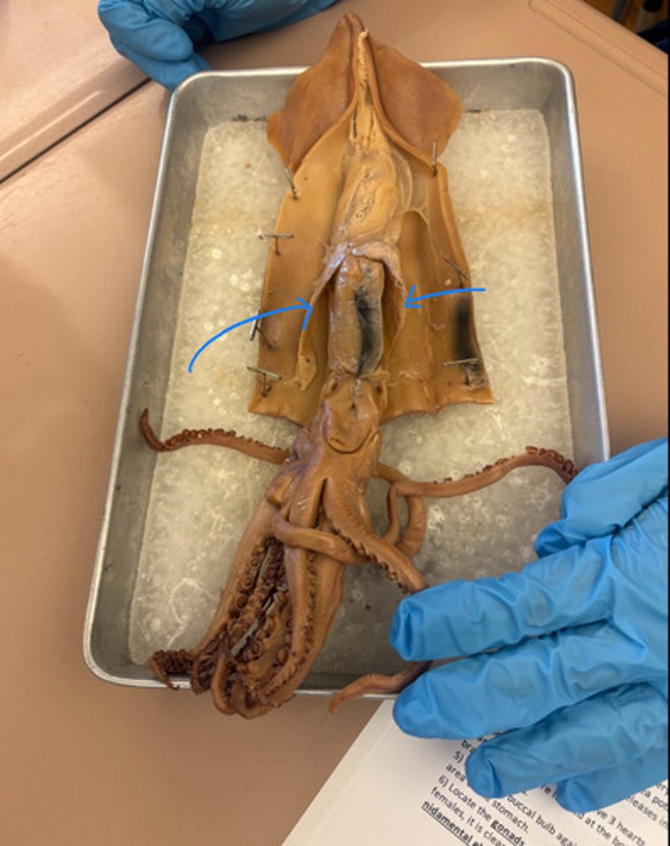 <p>gills: respiration</p>