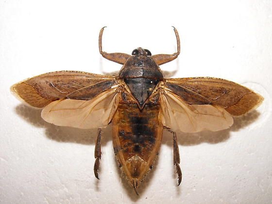 <p>Giant water bug</p>