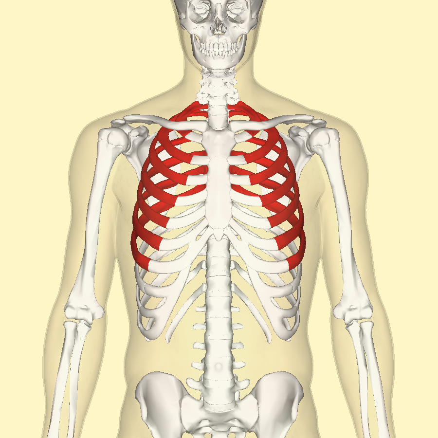 <p>first 7 pairs of ribs; attach directly to sternum</p>