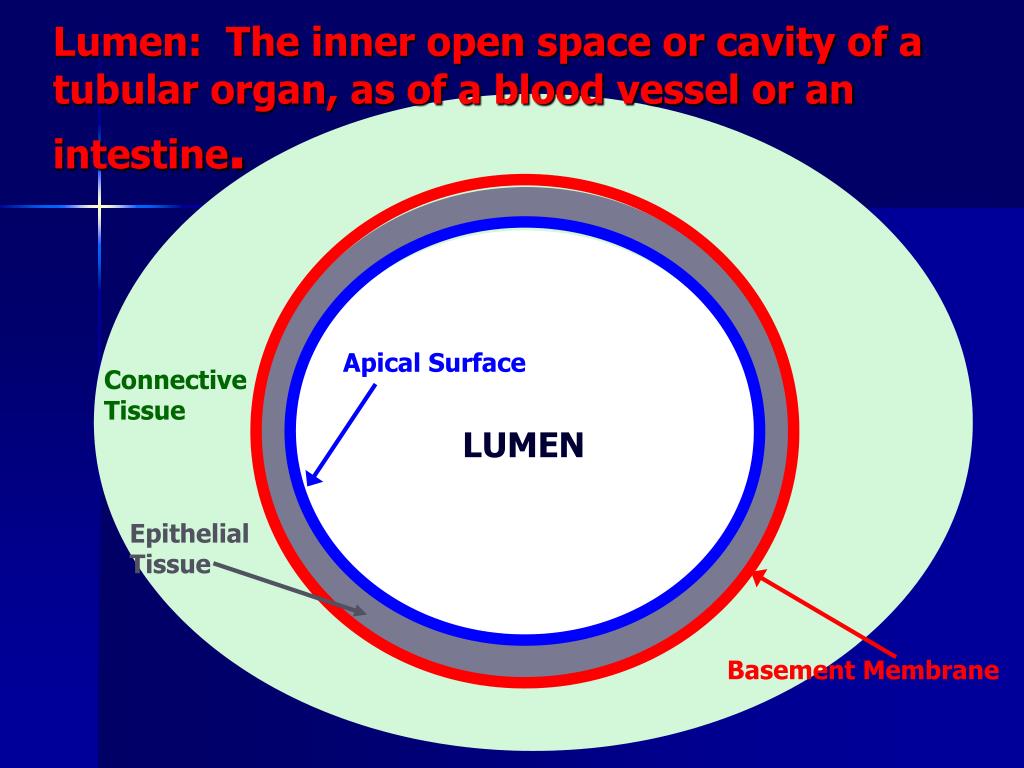 <p>Lumen</p>